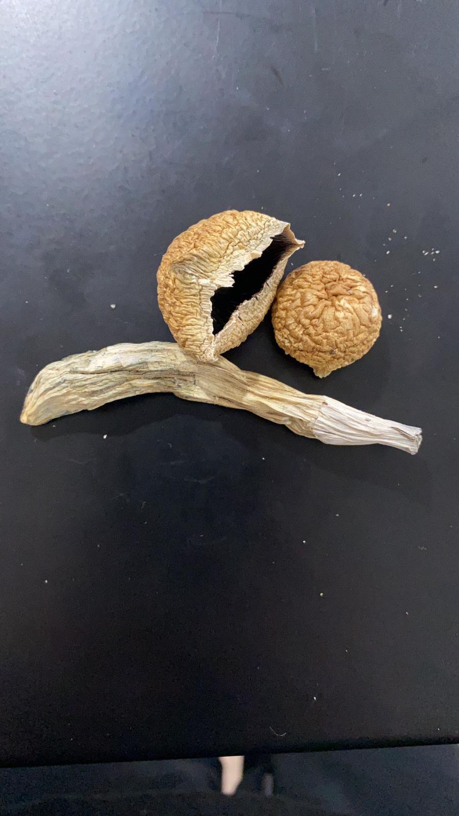 mushroom